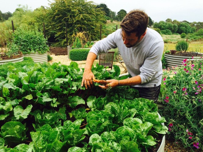 The cornucopic abundance of a well-planted vegetable garden is universally, and eternally, appealing. It makes it hard to start the picking, given that you can’t help but spoil the effect.