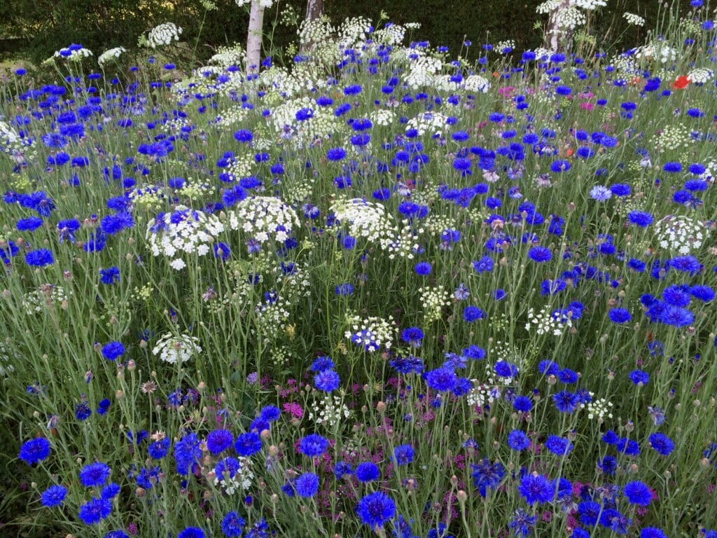 Ammi Majus, Queen Anne's Lace Flowers and Seeds - Burpee