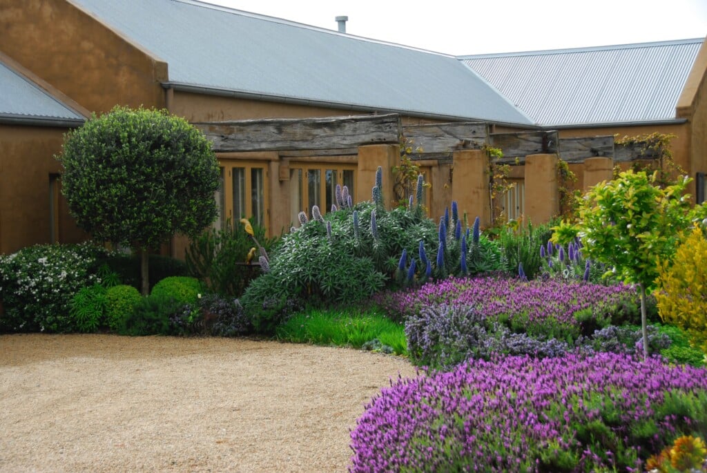 PLANT OF THE WEEK 75 Echium 'Heronswood Blue' The Gardenist