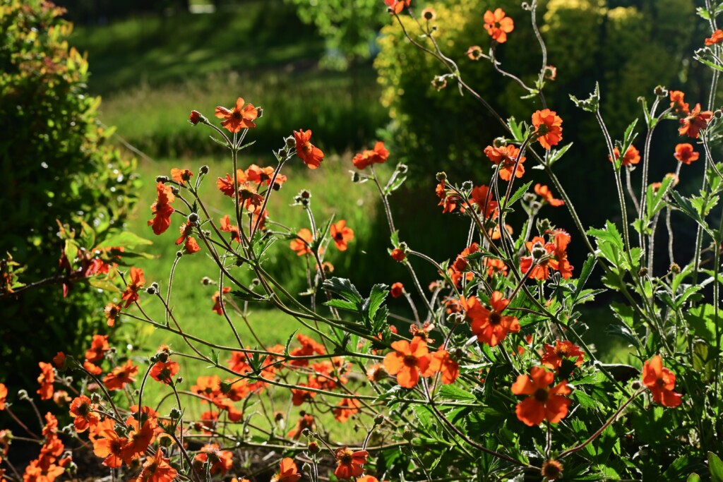 deadheading geum totally tangerine