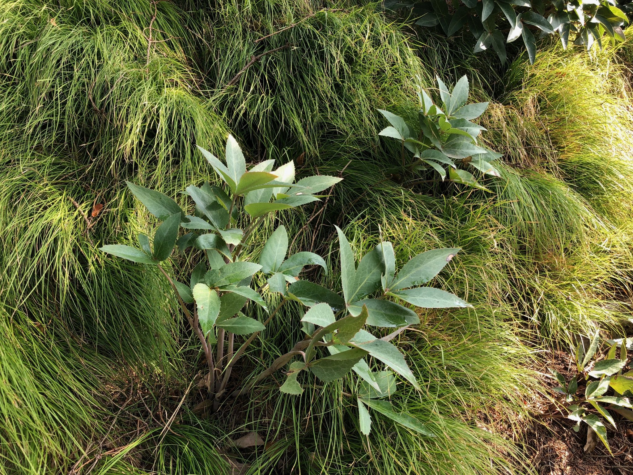 on-the-hunt-for-self-grooming-plants-the-gardenist