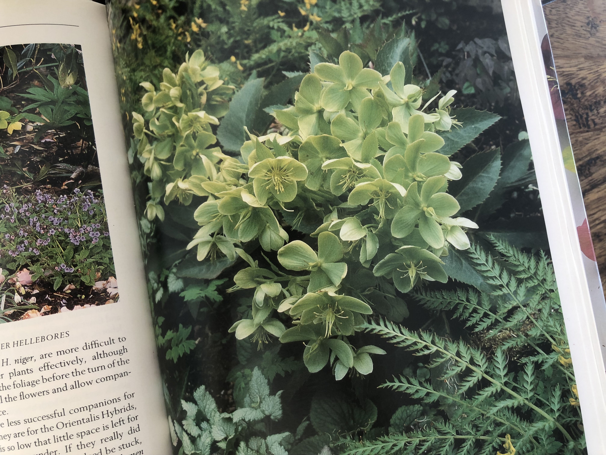 PLANT OF THE WEEK #98 Helleborus argutifolius